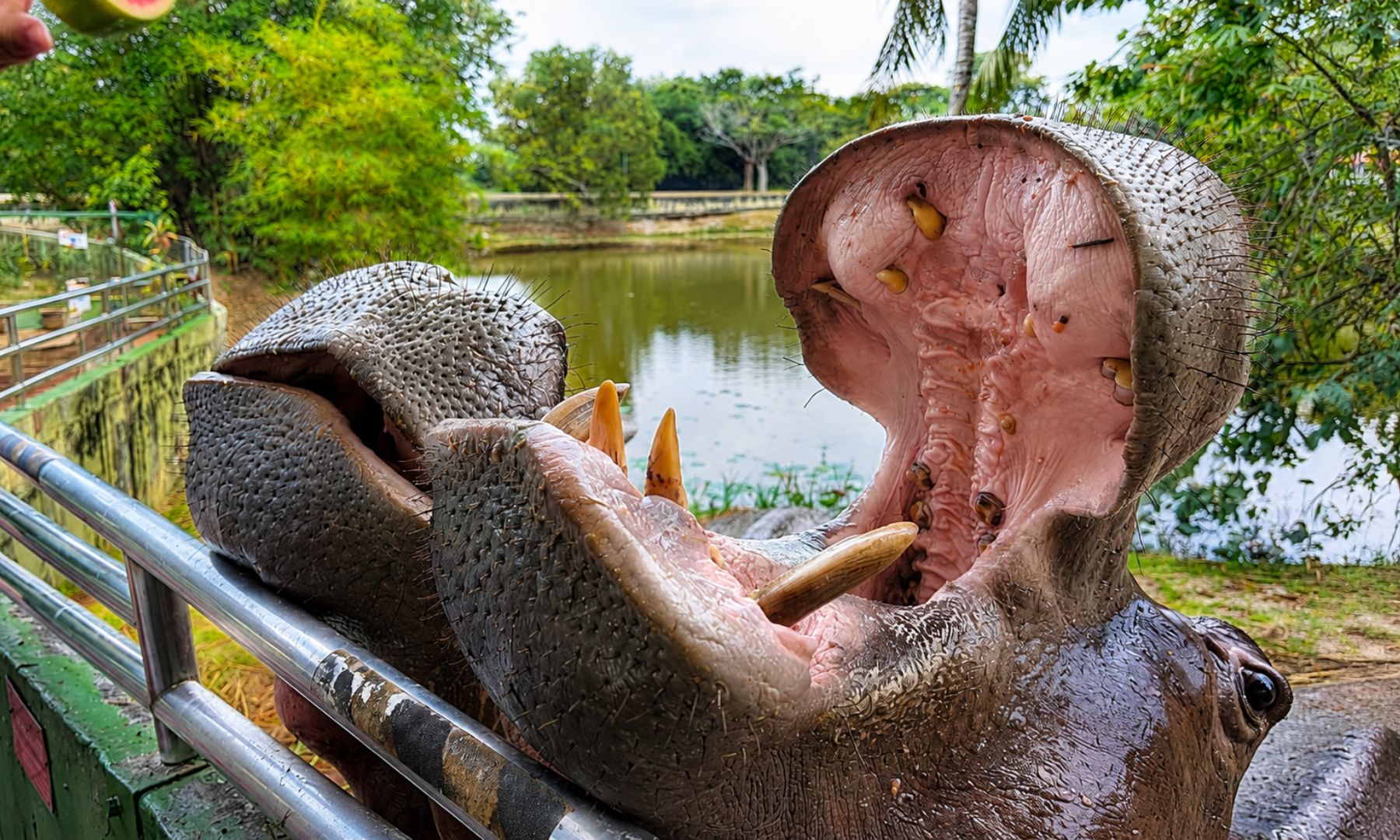 大きな口を開ける迫力満点のカバに、間近で餌やり体験！